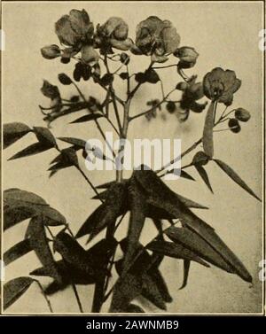 Gartenarbeit in Kalifornien, Landschaft und Blume. IX Zoll whentransplantiert, um sie dicht am Boden verzweigen zu lassen. Carya. Ein gutaussehender, langsam wachsender Baum mit angeborenen, walnussartigen, hellgrünen, laubabwerfenden Blättern. Es ist von einer sich ausbreitenden Gewohnheit und erfreut sich in gutem, reichem Boden und einer geschützten Situation. Thewood ist schwer, hart, hart und stark. Die Nüsse vieler Spezies wie der Pekan und die Schagbarke sind von gutem Geschmack und werden in großen Mengen auf den älteren Bäumen produziert. Jedes, das ein Stück Land an der Seite eines Baches hat, an dem der Boden tief und reich ist und die Lage gut schel Stockfoto