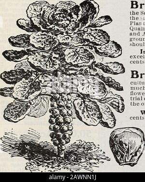 Hastings' Samen: Katalog vom Frühjahr 1909. Ost Teile des Südens. Qualität und Geschmack durch Frost wesentlich verbessert. SOW-Saatgut Anfang Juli und August, und wenn Zöpfe sechs Zentimeter hoch sind, öffnen sich Transplantto wie Kohl. Ein begehrenswertes Gemüse für den Süden und sollte in jedem südlichen Heimatgarten sein. Verbesserte Dwarf-A-Sorte, die kompakte Sprossen erzeugt, hohe Qualität. Paket, 5 Cent; Unze, 15 Cent; % Pfund, 50 Cent: Pfund 1,50. Rrnrnli Dieses Gemüse ist eng mit dem Blumenkohl UrUCl/UII verbündet, aus dem es stammen soll. Itsgeier ist der gleiche wie der Blumenkohl, und in t Stockfoto