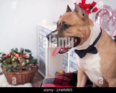 Staffordshire Terrier in einer Schleife in einem festlich dekorierten Innenraum. Stockfoto