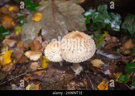 Toadstools oder Pilze (Pilze) wachsen auf dem Boden in Wäldern bei Littleworth Common, Esher, Surrey Stockfoto