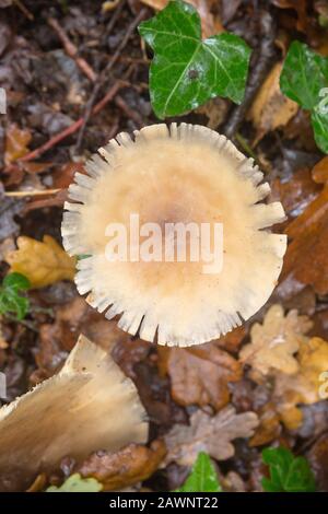 Toadstools oder Pilze (Pilze) wachsen auf dem Boden in Wäldern bei Littleworth Common, Esher, Surrey Stockfoto