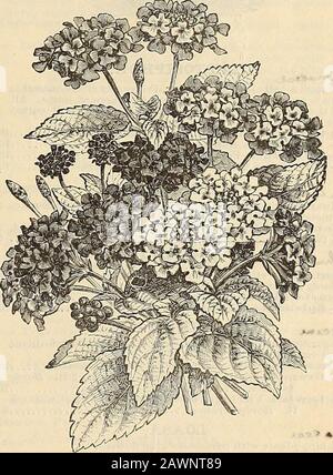 Peter Henderson & Co. Katalog von allem für den Garten: 1880 . 5 £ Rosea. Rosa, mauve Mitte, 5 Fuß. W"-w""^t&lt;a. Lantana Hybkida. LANTANA. Die Sorten von Lantana sind fast zahllos. Die Blumenköpfe sind in Verbena-ähnlichen Köpfen getragen und umfassen jeden Farbton von Rosa, Purpur, Orange und Weiß. HAF-I Ary Stauden. Lantana Hybricla. GEMISCHT 10 16 PETER HENDERSON & CO.-BLUMENSAMEN. ^^^^^^LARKSPUE, (Delphinium). Pkt. Eine mostdesrierbare und schöne Gattung, deren vorherrschender Farbton blau ist. Hardy Annuals.Larkspur, Dwarf Rocket. Feinstes Mixed, doppelt, 1 Fuß 5 Große Rocket. Am Besten Stockfoto