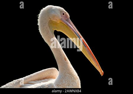 Porträt des Dalmatiner Pelikans, Pelecanus crispus. Stockfoto