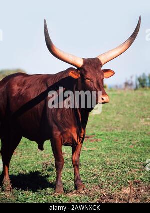 Afrikanisches Ankole-Rind, großer männlicher Stier mit riesigen Hörnern, Bos tarus Stockfoto