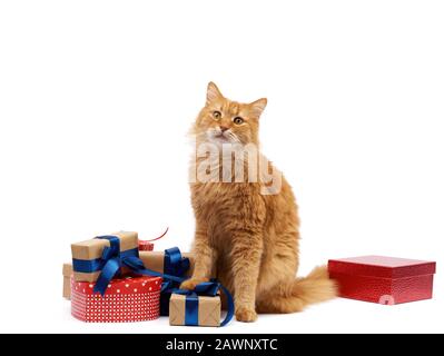 Lustige Erwachsene Ingwerkatze, die inmitten von Kisten sitzt, die in braunem Papier gewickelt und mit Seidenband, Geschenken und einem Tier auf weißem Hintergrund, Bir, gefesselt sind Stockfoto