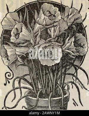 Neuer Blumenführer: Herbst 1901 . Double DAFFODIL, VON SIGN New Floral Guide-Autumn, igoi. 21. Narcissus Corbtilaria oder BULBOCODIUM DAS sind kuriose und sehr hübsche Sorten, die beide in Töpfen blühen, und auch für die Anpflanzung in Furnierboden. Große trompete glockenförmige Blumen, hellgelb, blasser Schwefel und cremeweiß, herrlich duftend und sehr schön. Sie blühen im Februar und März fein und sind eine charmante Ergänzung zum Fenster gar-den. Mehrere zusammen in einem Topf oder einer Schachtel Pflanzen. BULBOCODIUM - The Larj-e Yellow Hoop Petticoat. Reich goldgelb. Je 10 CTS, 1,00 USD pro doz., PO Stockfoto