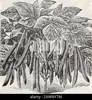 Hastings' Seeds: Katalog vom Frühjahr 1907 . Hastings Excelsior Refugee Bush Beans Stockfoto