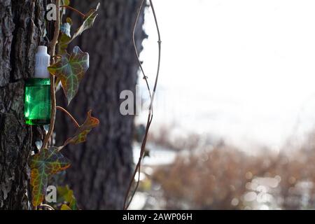 Grüne Flasche mit Extrakt. Ivy Bottle - Naturmedizin. Stockfoto