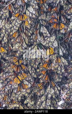 Monarch-Schmetterlinge massieren zusammen, während sie im Winter im Biosphärenreservat Sierra Chincua am 20. Januar 2020 in der Nähe von Angangueo, Michoacan, Mexiko überwintern. Die Schmetterlingswanderung des Monarchen ist ein Phänomen in ganz Nordamerika, bei dem die Schmetterlinge jeden Herbst zu Überwinterungsplätzen in Zentralmexiko wandern. Stockfoto