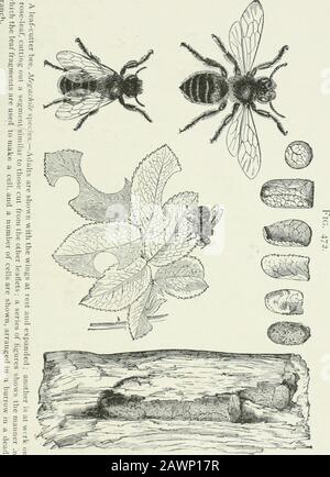 Wirtschaftliche Entomologie für den Bauern und Obstbauer: Und für die Verwendung als Textbuch in landwirtschaftlichen Schulen und Hochschulen. Mund der Hummelbiene.-Die biegsame Zunge mittig, die von den langen Palpi flankiert wird; die seitlichen Teile sind die Maxillen. Der IXSECr ORLl 413 cai&gt;e aus kleinen Holzspänen zementiert Tooether. Sie sind häufig und manchmal trjoublesome, wo sie ihre bilden. Galerien im Holz von Plätzen und out-Buildings von Landhäusern. Nichts wird durch die genaue Beschreibung dieser Einzelbienen gewonnen, da ihre allgemeinen Gewohnheiten praktisch 414 A.V WIRTSCHAFTSTOMOLOGIE sind. Ali Stockfoto