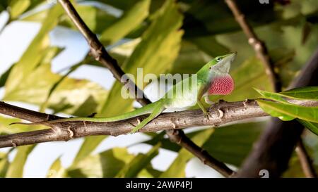 Green anole, Anolis carolinensis, sitzt auf Ästen und Gehilfen gegen grüne Mitarbeiter, Sanibel Island, Florida, USA Stockfoto