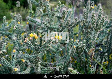 Ein Baum cholla (Cylindropuntia imbricata) wächst im Big Bend National Park und bietet einen Lebensraum für Kakteenwren und andere Dessertfauna Stockfoto