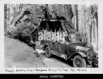 1923 , 20. august, YOSEMITE PARK, KALIFORNIEN, USA: Durch WAWONA TREE, Mariposa Grove of BIG TREES - FOTO STORICHE - GESCHICHTE - GEOGRAFIA - GEOG Stockfoto