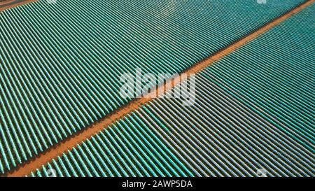 Weinbergsantenne mit Plastikrebenbezügen über jeder Rebenreihe, um die Früchte vor Regen zu schützen, bevor sie pflücken. Stockfoto