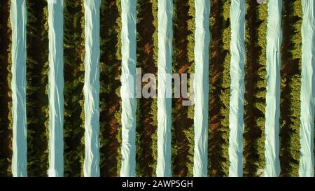 Weinbergsantenne mit Plastikrebenbezügen über jeder Rebenreihe, um die Früchte vor Regen zu schützen, bevor sie pflücken. Stockfoto