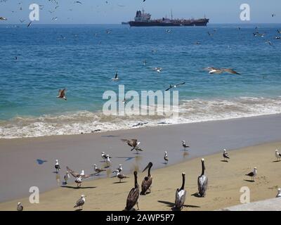 Caleta Portales ist ein Fischereihafen in Valparaiso Stockfoto