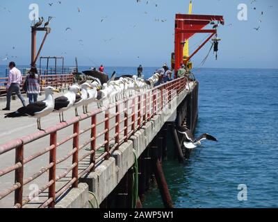 Caleta Portales ist ein Fischereihafen in Valparaiso Stockfoto