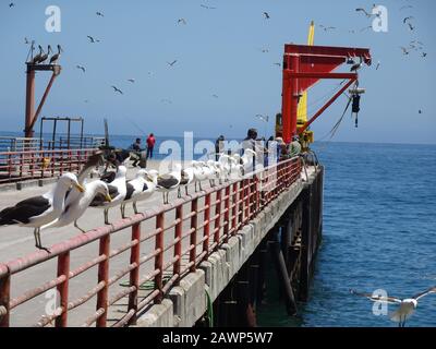 Caleta Portales ist ein Fischereihafen in Valparaiso Stockfoto