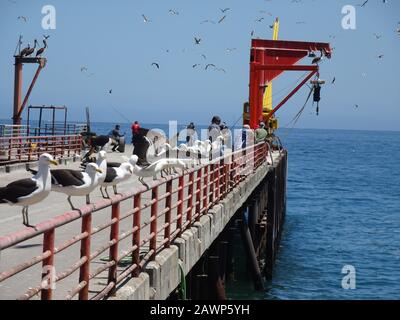 Caleta Portales ist ein Fischereihafen in Valparaiso Stockfoto