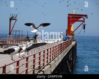 Caleta Portales ist ein Fischereihafen in Valparaiso Stockfoto