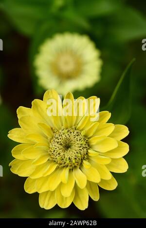 Vertikales Format, kleine gelbe Zinnia wächst im Garten Stockfoto