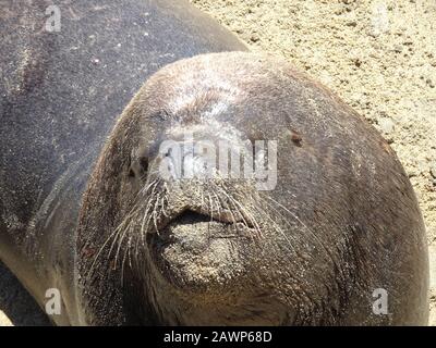 Otarinos besser bekannt als Seelöwe Stockfoto