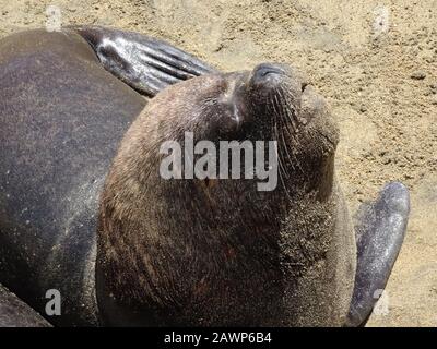 Otarinos besser bekannt als Seelöwe Stockfoto