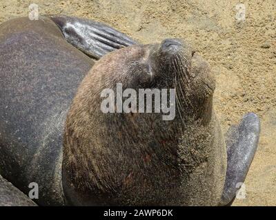 Otarinos besser bekannt als Seelöwe Stockfoto