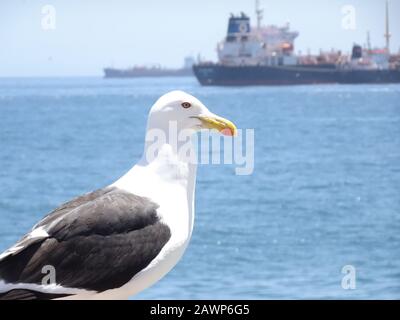 Möwen in Caleta Portales in Valparaiso Chile Stockfoto