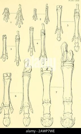 Das Pferd : seine Behandlung in Gesundheit und Krankheit, mit einem vollständigen Leitfaden für Züchtung, Ausbildung und Management. 6, Pferd. Auf ein sehr schlankes Rudiment reduziert. Bei diesem Tier ist die Ulna(Abb. 669) ist gut entwickelt, aber die Fibel ist ziemlich rudimentär geworden; die Formen der Molenzähne haben nicht sehr rücksichtsvoll ablechano-e. Im Miohijjpus, dem Zeitgenosse des Anchitherium Europas, bleiben die Extremitäten fast wie im Mesohippus. Die Ulna ist stark reduziert, die anderen Gliedmaßen sind fast so stark. Zum Miozän-Zeitraum gehört auch der Merychippus, Fundth Stockfoto