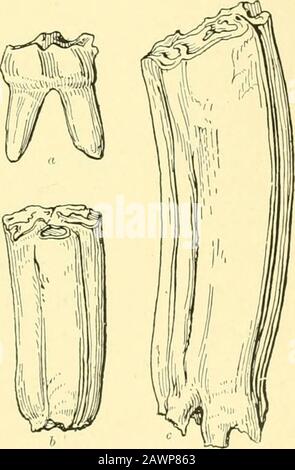 Das Pferd: Seine Behandlung bei Gesundheit und Krankheit, mit einem vollständigen Führer für Züchtung, Ausbildung und Management. Lass, von dem eine Seitenansicht auf einer, Abb. gegeben wird. 668, während die Zähne des Protohippusand Hipparion einen vorausgewappten Zustand der Hypsodont- oder Hochkrähnedzähne zeigen (b, Abb. 668), die das Pferd (c, in derselben Figur) kulminiert. Als nächstes in chronologischer Reihenfolge zu ThePhenacodus zu erwähnen sind TheHyracotherium und der Eohippus, Alsoab des Eozäns, die, soweit derzeit noch bekannt, die ältesten direkten An-Zestoren des Pferdes sind, die ersten im Alten, die letzten im neuen Stockfoto