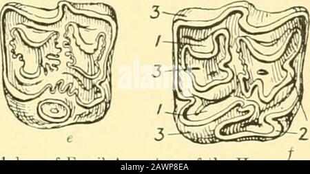 Das Pferd : seine Behandlung in Gesundheit und Krankheit, mit einem vollständigen Leitfaden für Züchtung, Ausbildung und Management. Abb. H67.-obere Molaren Fossiler Vorfahren des Pferdes A, Hyracotherium; h, Mesohippus; c, Anchitherium;(I, Protohippus; e, Hipparion; /, Pferd - 1, Dentin;2, Email; 3, crusta petrosa. Die abgenutzten oder freiliegenden Oberflächen der UjDper Molzähne von fünf Thesefossiltieren und des Thesters sind infig dargestellt. 667; damit die Entwicklung von der komparativ einfachen Strukturierung des Zahns des Hyra-cotherium zu den kompli-zierten Details des Teethos des Hipparion und des Pferdestärken^ Stockfoto