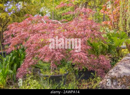 Acer Palmatum Dissectum Granat in einem Topf in einem Garten im Freien und Sonnenlicht Stockfoto