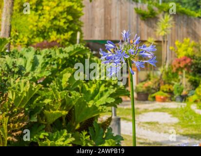 Blumenbedeckter blauer Agapanthus praecox Agapanthoideae in blauer Natur und Sonnenlicht Stockfoto