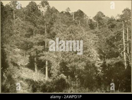 Die Vegetation einer Wüstenlandschaft, bedingt durch klimatische Faktoren. SEREVE-Platte 27. A. Typischer schwerer Stand von Pinus arizonica auf einer Bank in Marshall Gulch bei 7.800 Fuß. Stockfoto