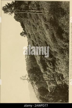 Die Vegetation einer Wüstenlandschaft, bedingt durch klimatische Faktoren. B. Blick nach Südwesten in die Alushall Gulch. Der offene Bereich in der f /n/iuhix tnmi/loidcs SHREVE Platte 26. SEREVE-Platte 27 Stockfoto