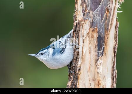 Weißbärige Nuthatch (Sitta carolinensis), Klettern am Baumstamm, E Nordamerika, von Dominique Braud/Dembinsky Photo Assoc Stockfoto