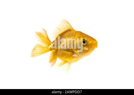 Gold Fish oder Goldfisch auf weißem Hintergrund. Stockfoto