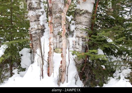 Balsam-Tanne (Abies balsamea) und Papier-Birke (Betula papyrifera), Winter, Ostnordamerikaner, von Dominique Braud/Dembinsky Photo Assoc Stockfoto