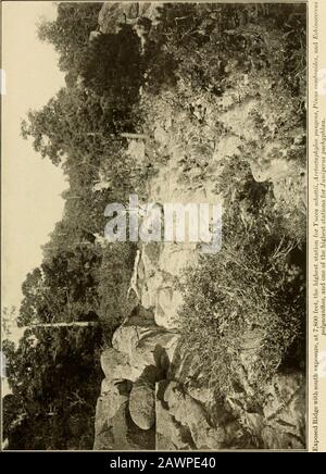 Die Vegetation einer Wüstenlandschaft, bedingt durch klimatische Faktoren. Shreve Platte 24. Shreve Platte 25 Stockfoto