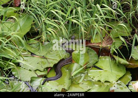 Wassermokassin Sumpf Mokassin Schwarzes Mokassin Baumwollmund Wassermokassinotter Agkistrodon Piscivorus Vizi Mokaszinkigyo Halaszvipera Stockfotografie Alamy