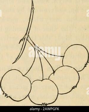 Der Hortikulturist und Journal der ländlichen Kunst und des ländlichen Geschmacks. Niedrige Farbe, leicht mit Roson auf der Sonnenseite beschmutzt, mit weißen Punkten auf der Oberfläche gesprenkelt. Nr. 10. ASTRACN ODER IMMERGRÜNE Apfelkrabbe.- Frucht, zwei Drittel eines Zoll hohen und drei Viertel eines Zoll breiten; Form, Oblat, zusammengedrückt, unregelmäßig; Stielchen, kurz, ein Drittel eines Zoll langen, schräg in einen Schal- Nr. 12 eingelegten Halses, niedrige Kavität, einseitig von einer Lippe überfüllt; Auge, breit, gebildet von mehreren kleinen Falten aus der Oberfläche; Segmente, lang; Farbe, tiefgrün, gesprenkelt mit weißen Punkten. Die Blätter sind immergrün und verbleiben auf Th Stockfoto