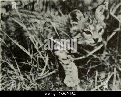 Yosemite Naturhinweise . PIC MATTJONFrom Mammals of Lake Taboe von Robert T. Orr. Mit freundlicher Genehmigung des Verlegers, Cal.Fornia Academy of Sciemes. CALIFORNIA MOUNTAIN LION MAMMALS OF YOSEMITE NATIONAL PARK 95. Von Kodacbrome von AndersonCalifornia Wildcat Kätzchen bis zu 3 Fuß Gesamtlänge, einschließlich des kurzen Schwanzes, der zu einem anderen Namen führt, Bobcat. Im Sommer ist die Farbe tannbraun, aber im Winter ist sie viel gräulicher. Sie können leicht Bäume erklimmen, aber Rockysituationen scheinen für Dens bevorzugt zu werden.Wildkatzen wurden jedoch auf den offenen Wiesen der Jagd im Yosemite Valley gesehen - ein Fifu^oit Stockfoto