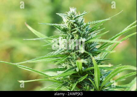 Blühende Marihuana-Pflanze mit frühen weißen Blumen, Cannabis Sativa-Blätter, Marihuana Stockfoto