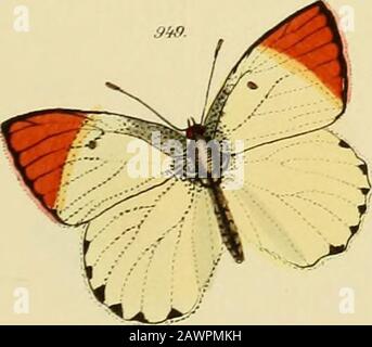 Zutrage zur Sammlung exotischer Schemetterlinge : betehend in Bekundung einzelner Fliegmühler neuer oder seltener nichteuropäischer Gattungen . Stockfoto