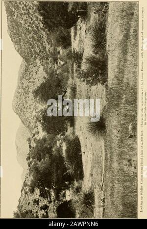 Die Vegetation einer Wüstenlandschaft, bedingt durch klimatische Faktoren. B. Matten von Selaginella sp. Unter Rock- SHREVE-PLATTE 15. Shreve Platte 16 Stockfoto