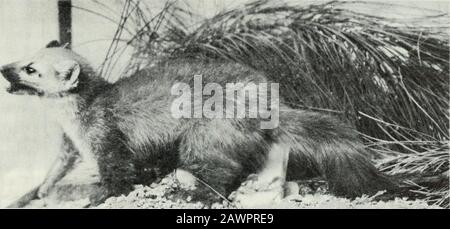 Yosemite Naturhinweise . Bout die Größe einer halb gewachsenen Katze. Das Fuchsgeflecht und der Kehlfleck trennen sich von anderen der Familie der Wiesel. Martens sind Tag oder Nacht aktiv, sum-mer und Winter. Obwohl Waldtiere, werden sie im Yosemite rund um Hochlandrockrutschen und felsigen Meadowsin-Sommer gefunden. Sie essen kleine Nagetiere und solche Vögel, wie sie fangen können. Im Winter, wenn kleine Nagetiere under tiefschnee sind, kehren marder zu den Westen zurück. Dort kann Rhey mit hörnchenähnlicher Einrichtung durch Thetrees reisen. Otherbaum-Bewohner, wie die Kicheraree, werden gefangen und verzehrt. Wie othe Stockfoto