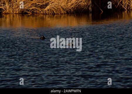 American Coots Überwintern im Lindsey City Park Public Fishing Lake, Canyon, Texas. Stockfoto