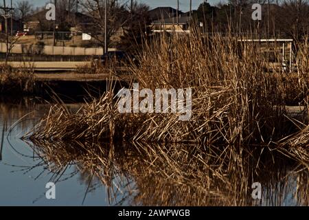 Cattail Shoreline and Pond Reflections Canyon, Texas. Stockfoto