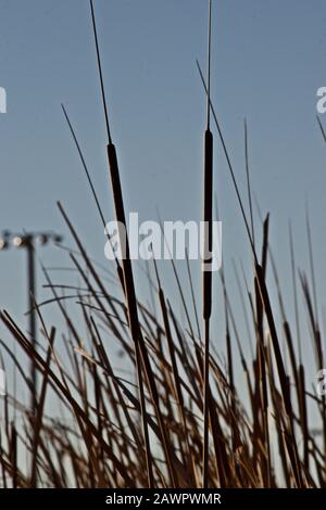 Winter Scenic Stillleben der Marsh Vegetation, der Texas Panhandle. Stockfoto